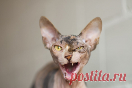 photogenic felines