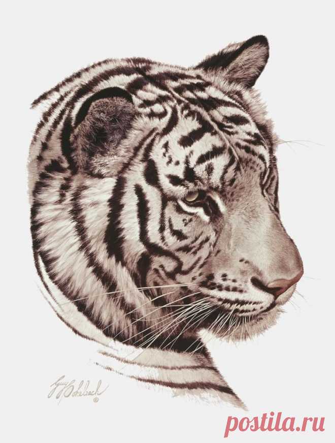 Кошачьи портреты Гая Коэлича - Искусство животных Гая Коэлича
