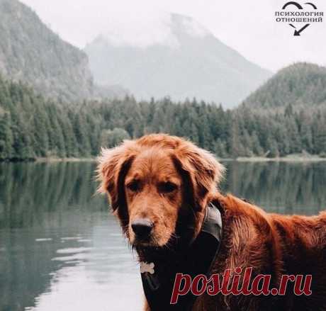 Иногда после разговора с человеком хочется дружелюбно пожать лапу собаке, улыбнуться обезьяне, поклониться слону. © М. Горький