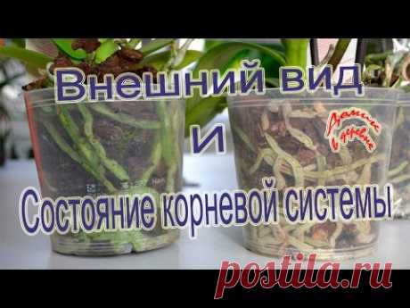 Внешний вид и состояние корневой системы