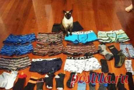 18 дерзких нарушителей порядка, у которых нет ни стыда, ни совести 18 дерзких нарушителей порядка, у которых нет ни стыда, ни совести.
Питомцы — это прекрасно! Они делают нашу жизнь веселой и наполненной. Но иногда желание показать характер берет верх и случается что...