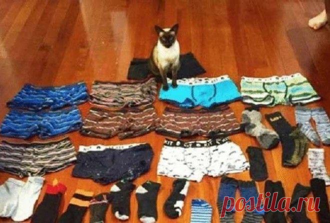 18 дерзких нарушителей порядка, у которых нет ни стыда, ни совести 18 дерзких нарушителей порядка, у которых нет ни стыда, ни совести.
Питомцы — это прекрасно! Они делают нашу жизнь веселой и наполненной. Но иногда желание показать характер берет верх и случается что...