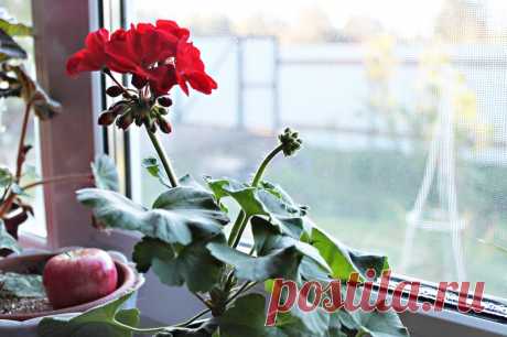 Gardening | Как сохранить пеларгонию (герань) до весны