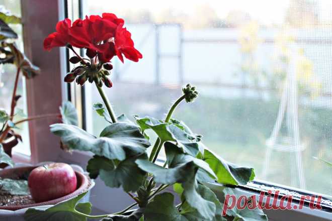 Gardening | Как сохранить пеларгонию (герань) до весны