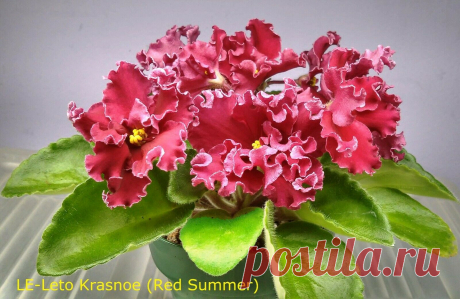 African Violet *Standard/Large* 2 Leaves Leaf Sets Cuttings MANY TO CHOOSE FROM | eBay