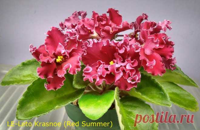 African Violet *Standard/Large* 2 Leaves Leaf Sets Cuttings MANY TO CHOOSE FROM | eBay