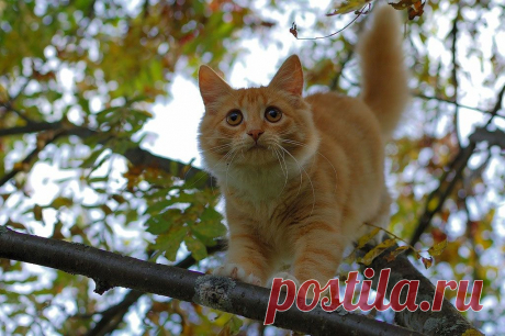 Фотографии кошек, которые достойны восхищения! | Дай лапку