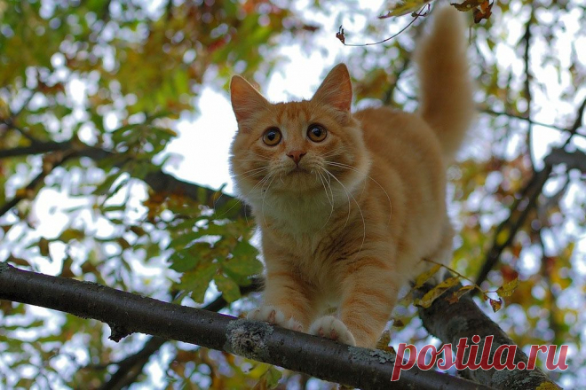 Фотографии кошек, которые достойны восхищения! | Дай лапку
