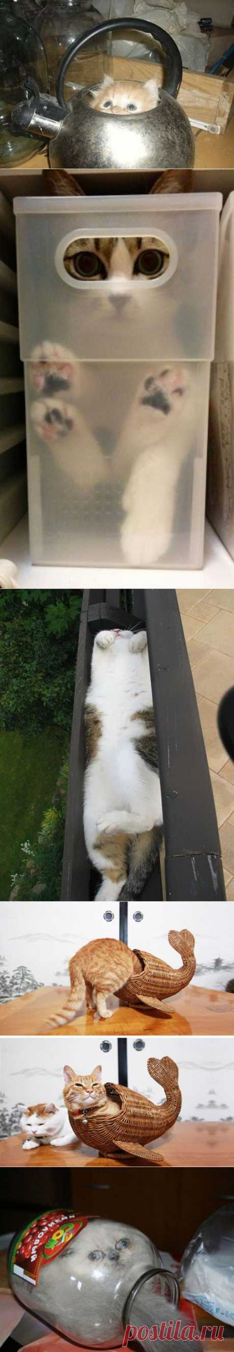 Кошки — это жидкость