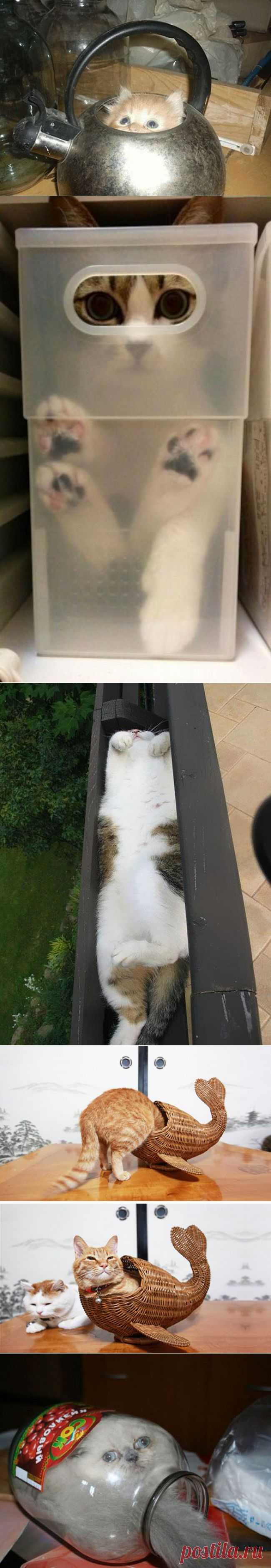 Кошки — это жидкость