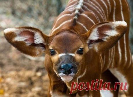 Маленькая антилопа Бонго.