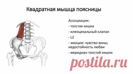 При хроническом одностороннем поражении квадратной мышцы с "укорочением" ноги, желательно проверить среднюю и малую ягодичную
По нижнему перекрестному синдрому с висцералкой пройтись - неплохо было бы
*************
КВАДРАТНАЯ ПОЯСНИЧНАЯ МЫШЦА: АНАТОМИЯ, ТОЧКИ НАПРЯЖЕНИЯ, СНЯТИЕ БОЛИ.

Квадратная поясничная мышца — это одна из тех мышц, с которыми чаще всего связаны боли в нижней части спины, в действительности она чаще остальных является источником боли. Эта небольшая мышц...