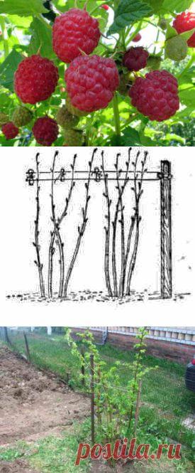 Как и когда пересаживать малину | Дача - впрок