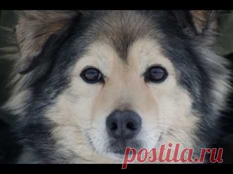 Собачья Жизнь - Наш ответ Кобзону - YouTube