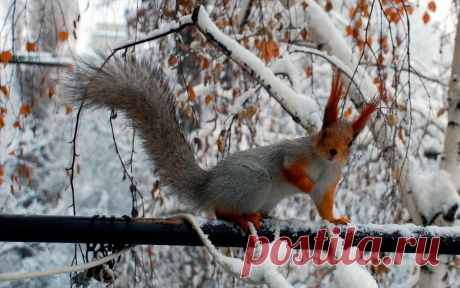 Новые фотографии природа зима.