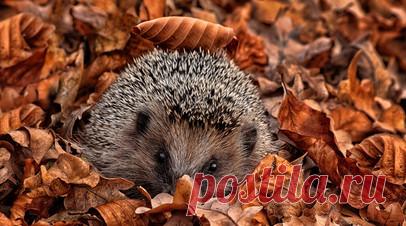 Специалист Бурмистров: ежи могут проснуться из-за тёплой погоды в Москве. Начальник управления охраны и мониторинга объектов животного мира Департамента природопользования и охраны окружающей среды Москвы Сергей Бурмистров рассказал, что ежи могут проснуться из-за тёплой погоды в столичном регионе. Читать далее
