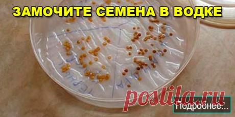 ЗАМОЧИТЕ СЕМЕНА В ВОДКЕ - ПОЛЕЗНЫЕ СОВЕТЫ