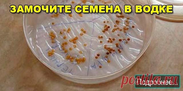 ЗАМОЧИТЕ СЕМЕНА В ВОДКЕ - ПОЛЕЗНЫЕ СОВЕТЫ