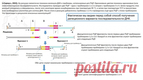 Разобрал очередную задачу от образовательного центра "Сириус" про ПЦР. Фактически мы видим перед собой способ получения с помощью ПЦР делеционного варианта последовательности ДНК, которым и решился поделиться составитель этого вопроса.