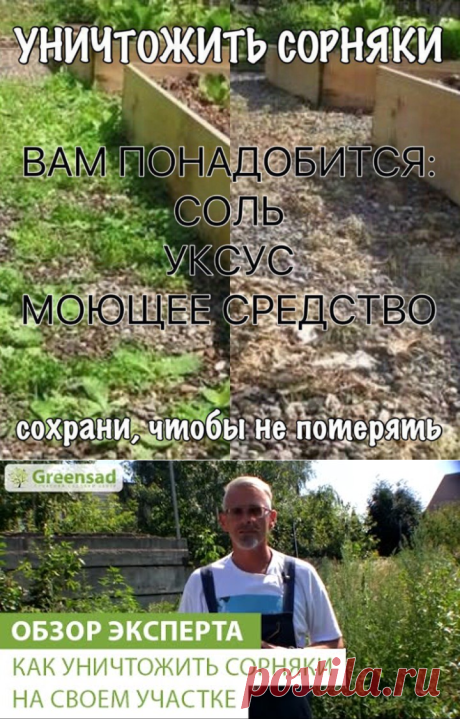 УНИЧТОЖИТЬ СОРНЯКИ