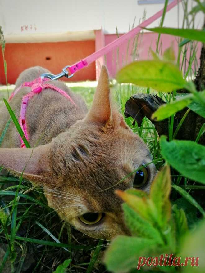 Уже несколько лет я фоткаю смешные и необычные выражения морды моего кота и его весёлые позы. Вы точно улыбнетесь | Блог мобильного фотографа | Яндекс Дзен