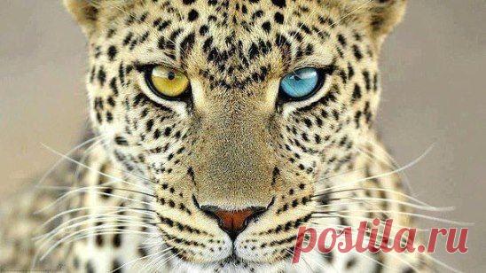 Ягуар с гетерохромией