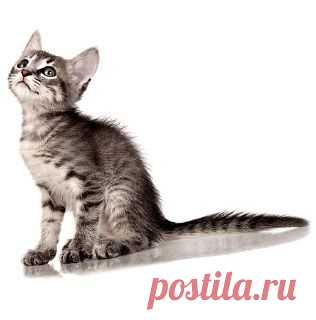 КотоЯзык : Perfect Fit™ КОТОЗАБАВЫ ,КОТОвидео и.........