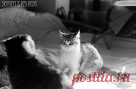 НАЧНЁТСЯ ДРАКА!