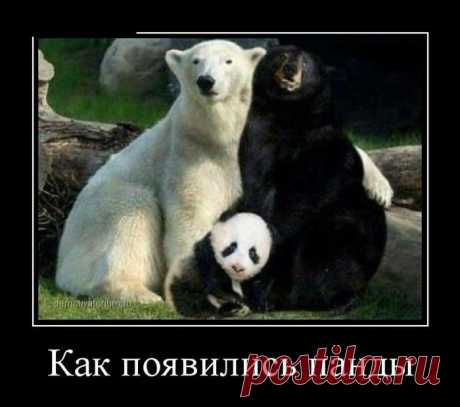 Генетика, блин...