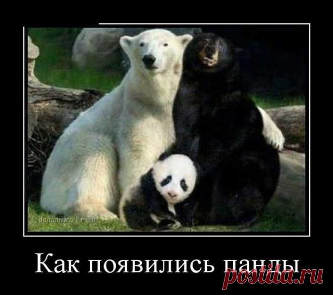 Генетика, блин...