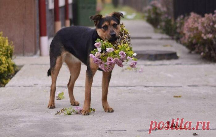 Домашние животные удивляют своих хозяев подарками, о которых они не просили