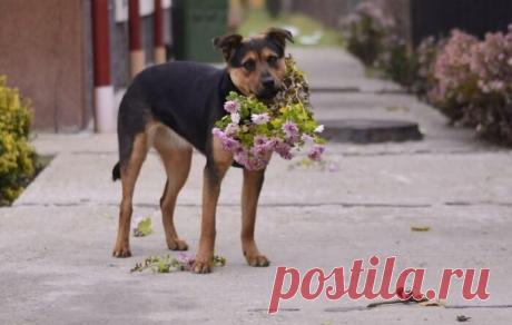 Домашние животные удивляют своих хозяев подарками, о которых они не просили