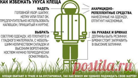 Клещи покусали вдвое больше людей, чем год назад. Три простых способа защитить себя — Новости о красоте и здоровье Екатеринбурга