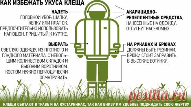 Клещи покусали вдвое больше людей, чем год назад. Три простых способа защитить себя — Новости о красоте и здоровье Екатеринбурга