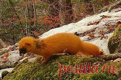 «Похититель душ» попал в фотоловушку в Приморье