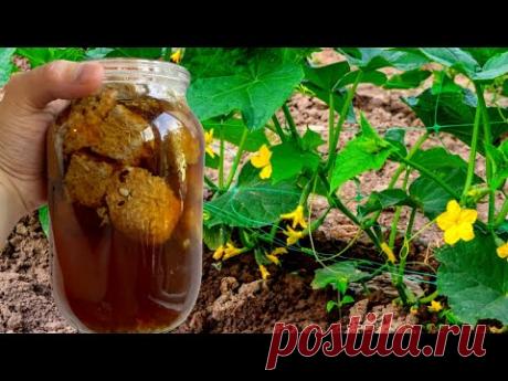 У меня нет слов!! За ночь наросло 12 ящиков огурцов после этой подкормки с маленькой грядки!