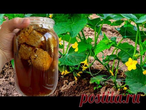 У меня нет слов!! За ночь наросло 12 ящиков огурцов после этой подкормки с маленькой грядки!