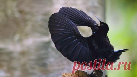 Check out the riflebird's light-eating, ultra black feathers