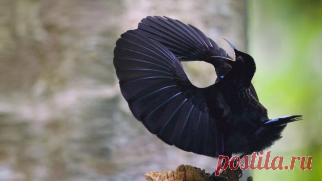 Check out the riflebird's light-eating, ultra black feathers