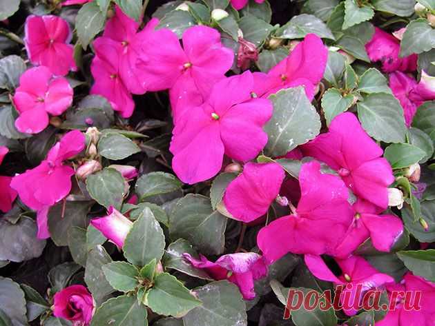 УХОД ЗА БАЛЬЗАМИНОМ В ДОМАШНИХ УСЛОВИЯХ — Сад на подоконнике