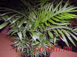 Как ухаживать за хамедореей — домашней пальмой — Сад на подоконнике
