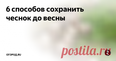 6 способов сохранить чеснок до весны Фирменные рецепты хранения урожая чеснока от опытных огородников.