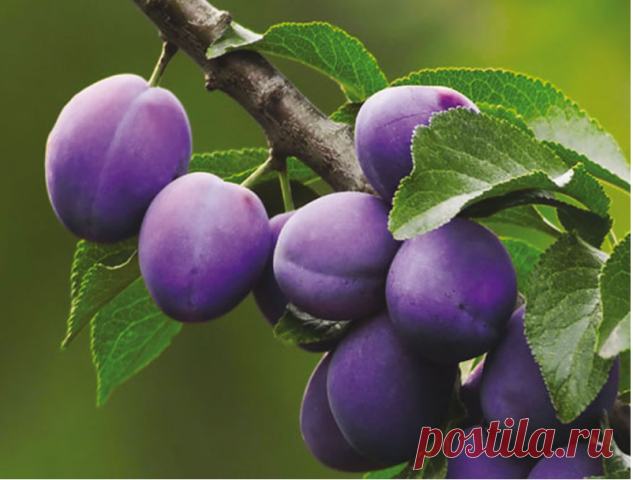 KАК УГОДИТЬ СЛИВЕ, ЧТОБЫ НЕ ОТПАДАЛА?

Есть у слив неприятная особенность: чуть что не понравилось – сразу начинают осыпаться плоды. Причем так интенсивно, что можно лишиться всего урожая. Чтобы этого не произошло, надо знать: как угодить сливе. 

БЕЗ ВРЕДИТЕЛЕЙ. 

Чаще всего осыпаются сливы из-за личинок пилильщика и сливовой плодожорки. В этом случае на плодах будут червоточины. Защитить урожай можно опрыскиванием Актарой или Конфидором. Правда сложность в том, что плодо...