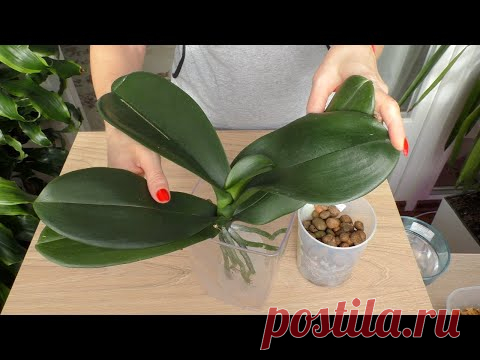 Наращиваю корни орхидее. БЫСТРЫЙ, ЭФФЕКТИВНЫЙ способ.