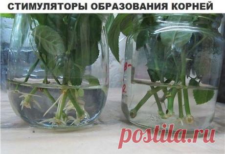 (1) Одноклассники