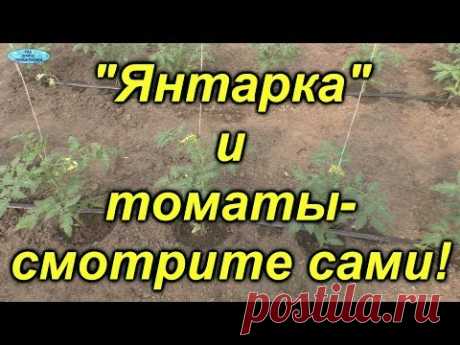 Это интересно! Помидоры через три дня после полива янтарной кислотой.