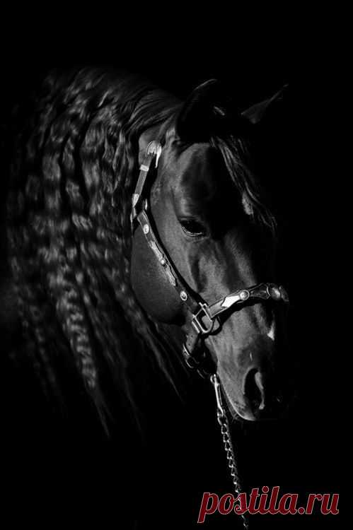 (61) Pinterest