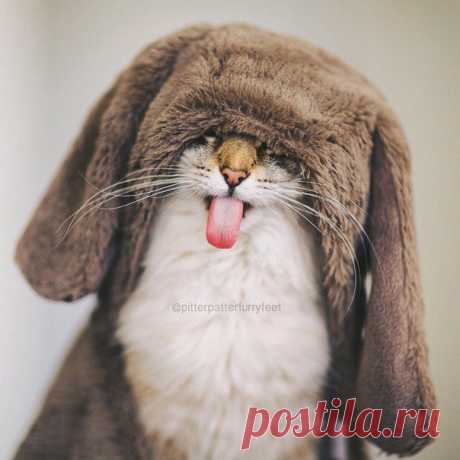 Котозайка