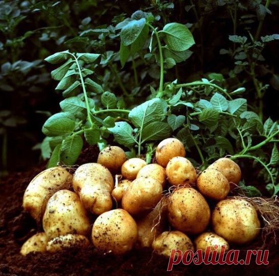 Девять советов для высокого урожая картофеля 
 
1. Чем меньше клубень картофеля, тем крупнее он дает клубни, и наоборот. Поэтому лучше всего сажать клубни средней величины, либо разрезать большие клубни так чтобы на каждой части было несколько глазков. 
 
2. Глубоко посаженные клубни дадут мелочь и изобилие ботвы. 
 
3. Подкармливать картофель лучше химическими удобрениями – органика, особенно навоз, отрицательно влияет на вкусовые качества. 
 
4. Чтобы получить крупные, в...