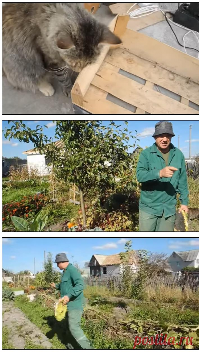 Как вырастить гиганские подсолнухи на своем участке